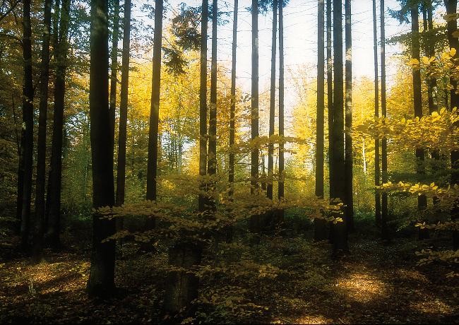 Gerlinger Wald, Foto: Petra Hagelauer